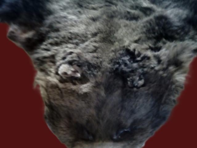 Blana urs originala vintage rustica