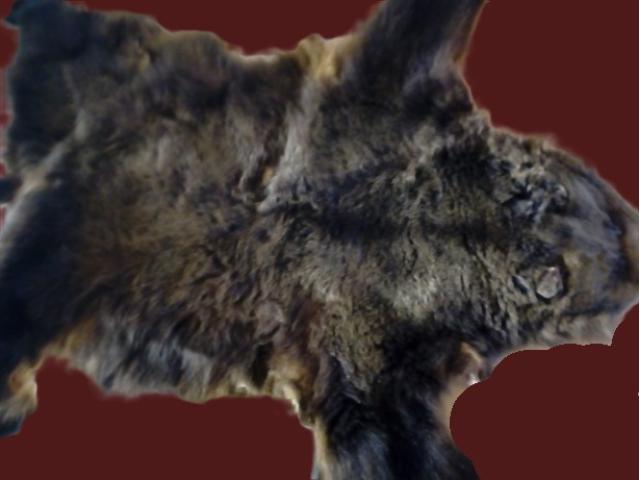 Blana urs originala vintage rustica