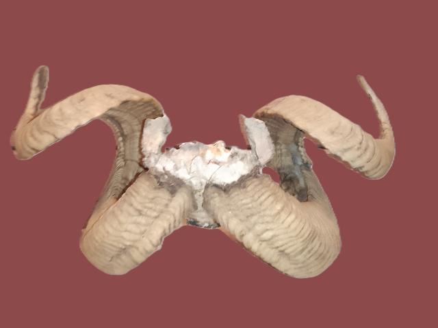 Coarne muflon autentice decoratiuni de colectie decoratiuni de epoca antichitati