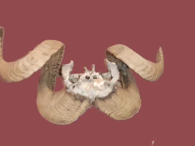 Coarne muflon autentice decoratiuni de colectie decoratiuni de epoca antichitati