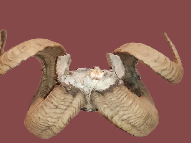 Coarne muflon autentice decoratiuni de colectie decoratiuni de epoca antichitati