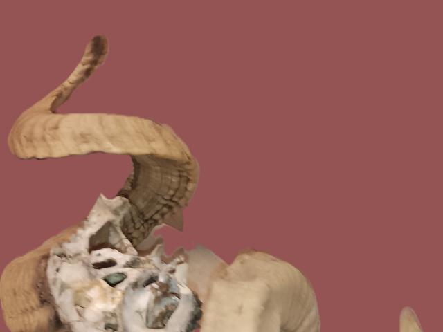 Coarne muflon autentice decoratiuni de colectie decoratiuni de epoca antichitati