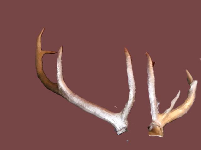 Coarne Cerb autentice decoratiuni vintage antice obiecte de colectie antichitati