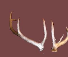 Coarne Cerb autentice decoratiuni vintage antice obiecte de colectie antichitati