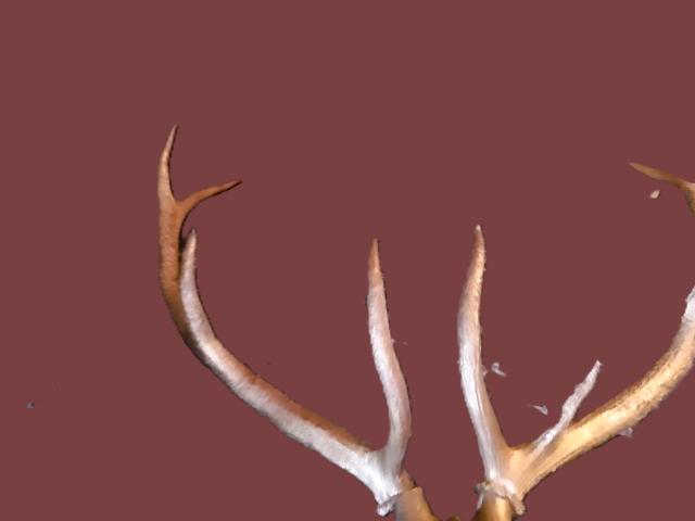 Coarne Cerb autentice decoratiuni vintage antice obiecte de colectie antichitati