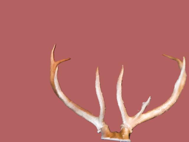 Coarne Cerb autentice decoratiuni vintage antice obiecte de colectie antichitati