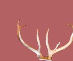 Coarne Cerb autentice decoratiuni vintage antice obiecte de colectie antichitati