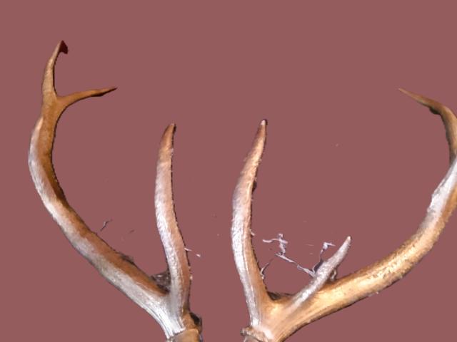 Coarne Cerb autentice decoratiuni vintage antice obiecte de colectie antichitati