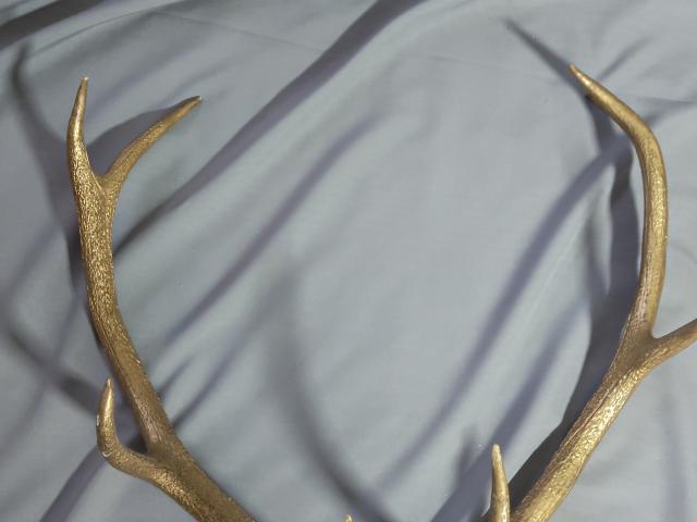 Coarne Cerb autentice decoratiuni vintage antice obiecte de colectie antichitati