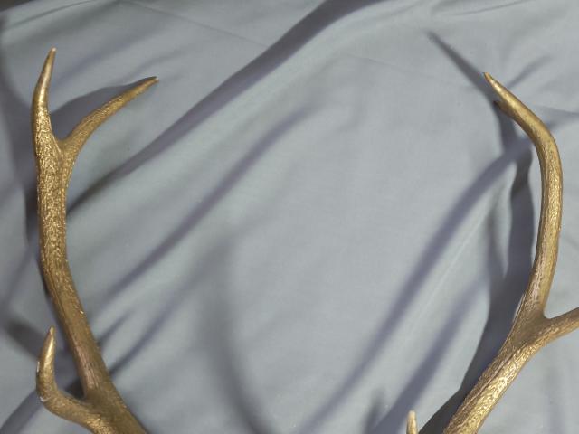 Coarne Cerb autentice decoratiuni vintage antice obiecte de colectie antichitati