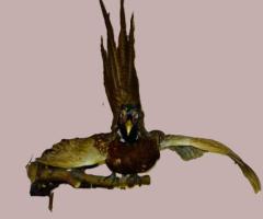 Trofee vanatoresti decoratiuni rustice antice vintage retro obiecte de colectie antichitati