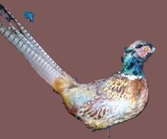 Trofee vanatoresti decoratiuni rustice antice vintage retro obiecte de colectie antichitati