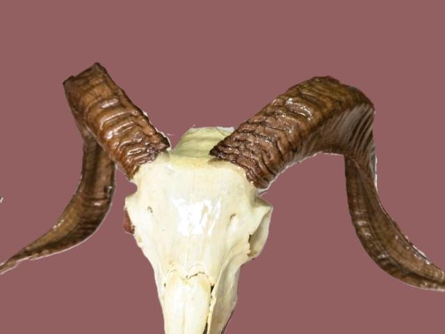 Coarne decoratiuni rustice antice vintage retro obiecte de colectie antichitati