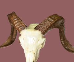 Coarne decoratiuni rustice antice vintage retro obiecte de colectie antichitati