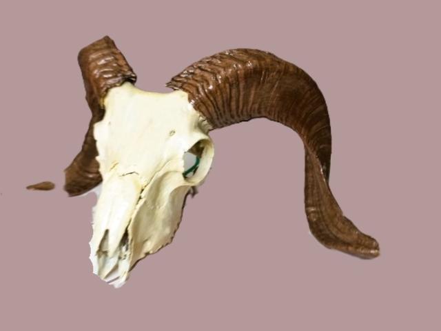 Coarne decoratiuni rustice antice vintage retro obiecte de colectie antichitati