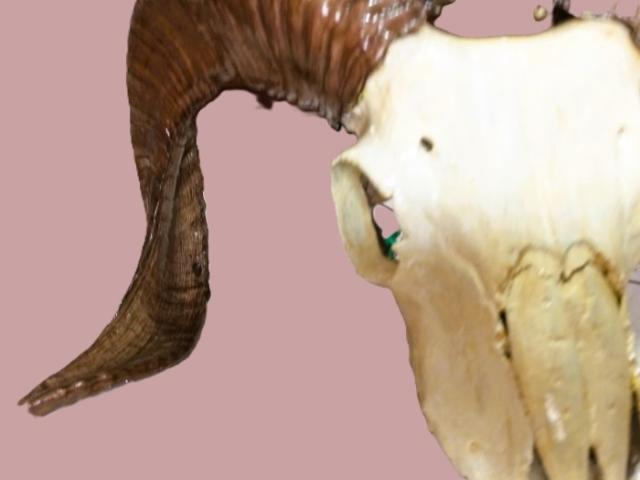 Coarne decoratiuni rustice antice vintage retro obiecte de colectie antichitati