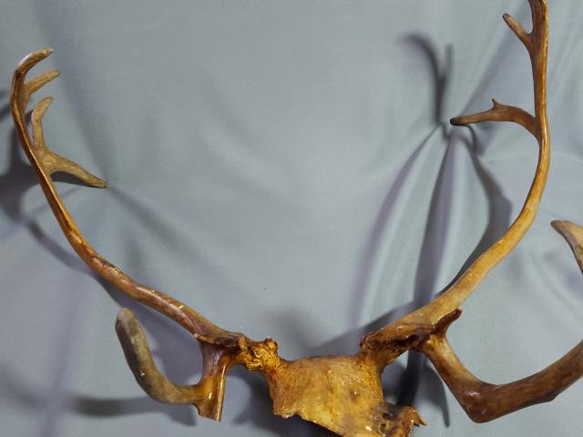 Coarne decoratiuni rustice antice vintage retro obiecte de colectie antichitati