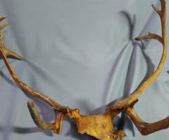 Coarne decoratiuni rustice antice vintage retro obiecte de colectie antichitati