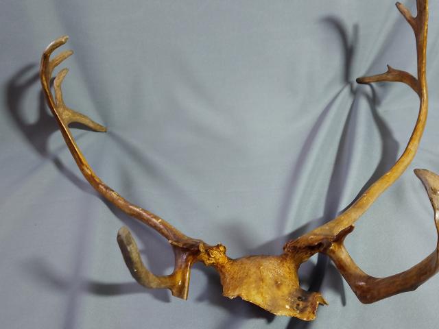 Coarne decoratiuni rustice antice vintage retro obiecte de colectie antichitati