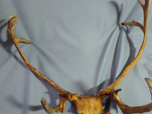 Coarne decoratiuni rustice antice vintage retro obiecte de colectie antichitati