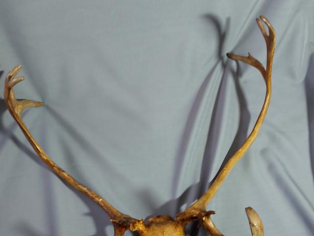 Coarne decoratiuni rustice antice vintage retro obiecte de colectie antichitati