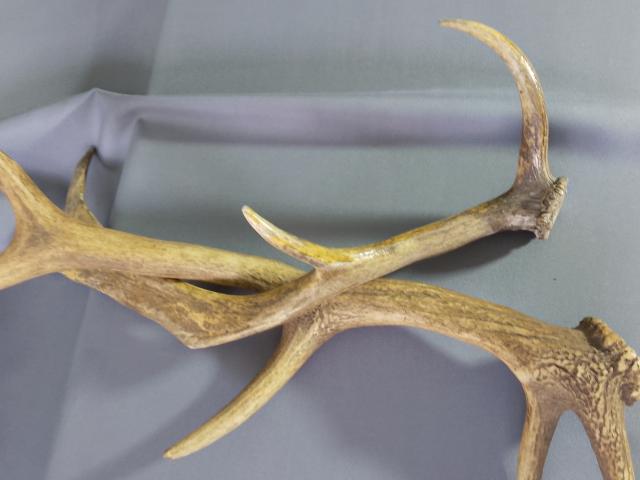 Coarne decoratiuni rustice antice vintage retro obiecte de colectie antichitati