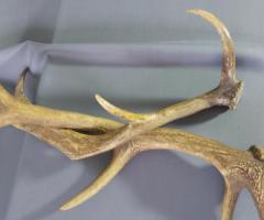 Coarne decoratiuni rustice antice vintage retro obiecte de colectie antichitati