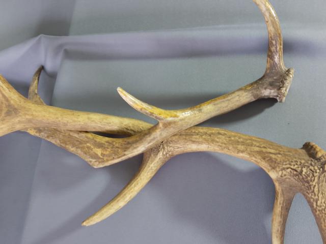 Coarne decoratiuni rustice antice vintage retro obiecte de colectie antichitati