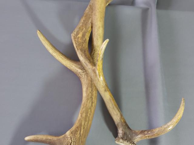 Coarne decoratiuni rustice antice vintage retro obiecte de colectie antichitati