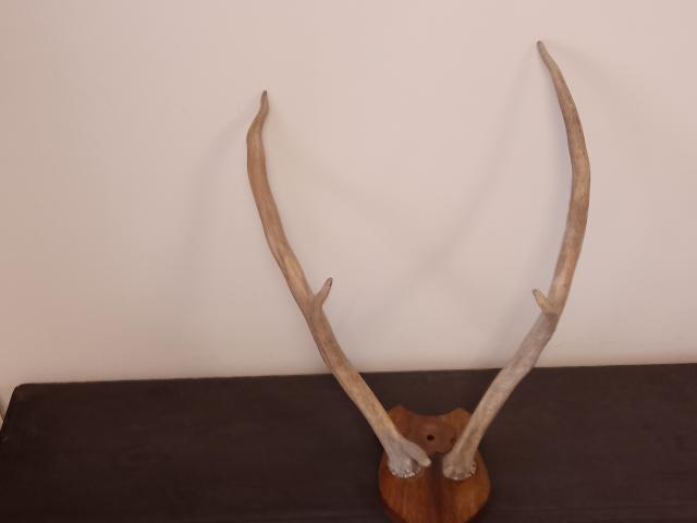 Coarne cerb vintage obiecte de colectie rustice antice vanatoresti