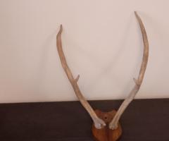 Coarne cerb vintage obiecte de colectie rustice antice vanatoresti