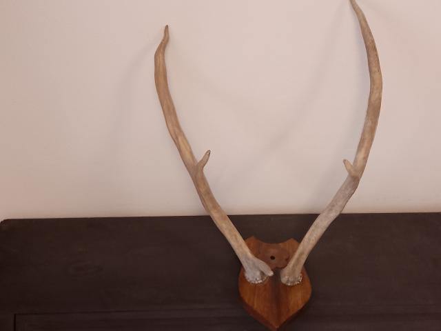 Coarne cerb vintage obiecte de colectie rustice antice vanatoresti