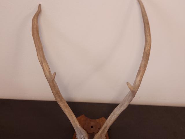 Coarne cerb vintage obiecte de colectie rustice antice vanatoresti